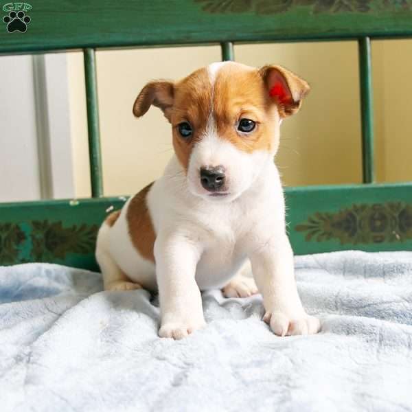 Ronald, Jack-A-Ranian Puppy